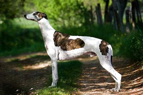 View Details. . Greyhound data greyhounds for sale